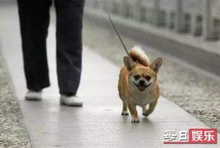 娱乐吃瓜养狗视频